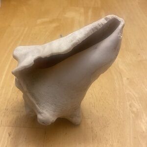 Unique Natural conch Shell about 5x3.5 Great for beach house, lake house, garden